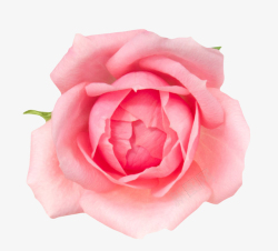 草本植物粉红色鲜艳盛开的玫瑰花一朵大花高清图片