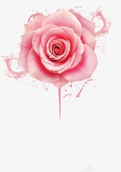 水淋的玫瑰花粉色玫瑰花高清图片