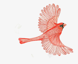 手绘插画红鸟素材