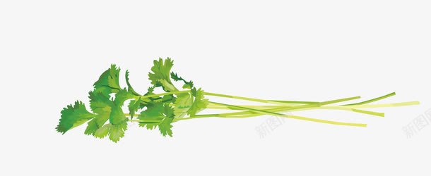香菜叶子png免抠素材_新图网 https://ixintu.com 健康 叶子 图案 绿色 蔬菜 蔬菜叶