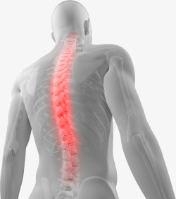 对人医学研究的脊椎图高清图片
