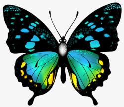 昆虫标本卡通彩色的小蝴蝶标本高清图片