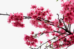 樱花盛开素材