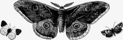 昆虫装饰画复古蝴蝶背景高清图片