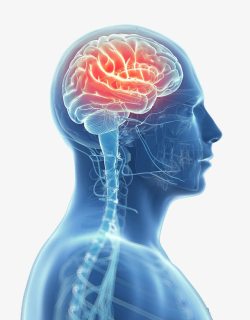 医学背景人体大脑神经反射高清图片