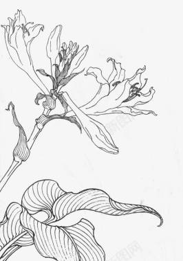白描花卉玉簪花图标图标