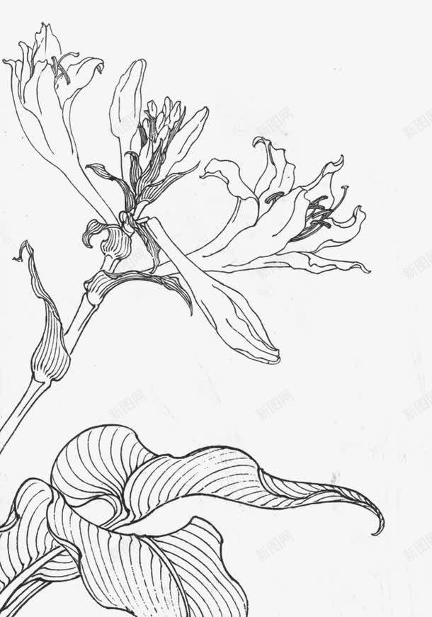 白描花卉玉簪花图标png_新图网 https://ixintu.com 玉簪 玉簪花 白描 线描 绘画 艺术形式 花卉