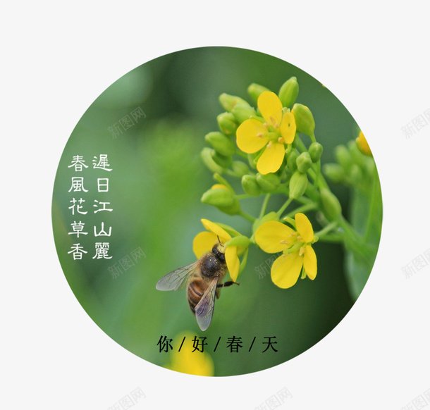 你好春天油菜花装饰画psd免抠素材_新图网 https://ixintu.com 你好春天 春季 春意 植物 绿色 花草 装饰画