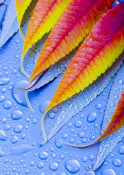 蓝色地产摄影图叶子与水珠背景特写高清图片