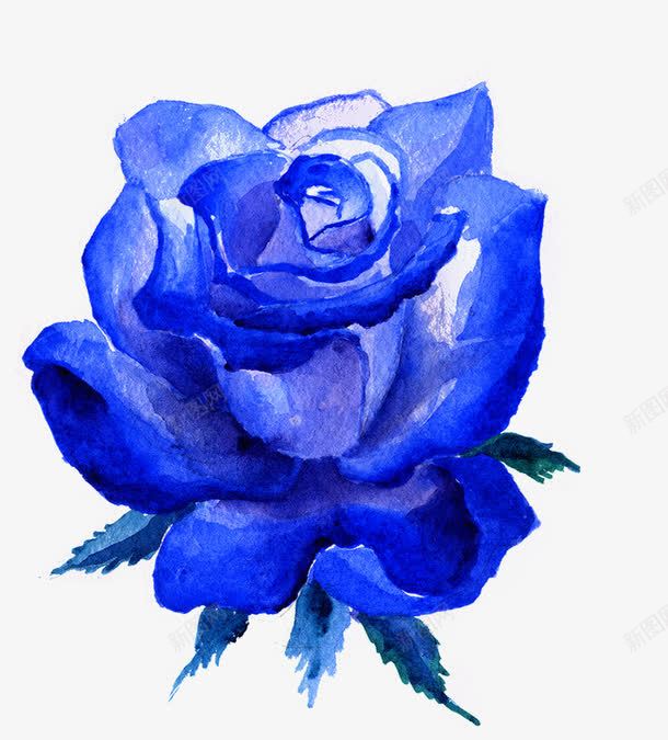 蓝色水彩玫瑰花朵png免抠素材_新图网 https://ixintu.com 水彩 玫瑰 花朵 蓝色 蓝色水彩玫瑰花朵 蓝色玫瑰