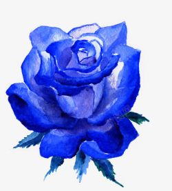 蓝色水彩玫瑰花朵素材
