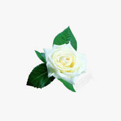 手绘白色玫瑰花花朵图素材