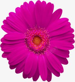 粉色花朵宣传单素材