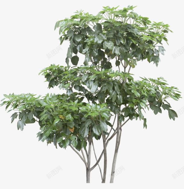 绿树png免抠素材_新图网 https://ixintu.com 免抠png 春天 植树节 植物 绿树