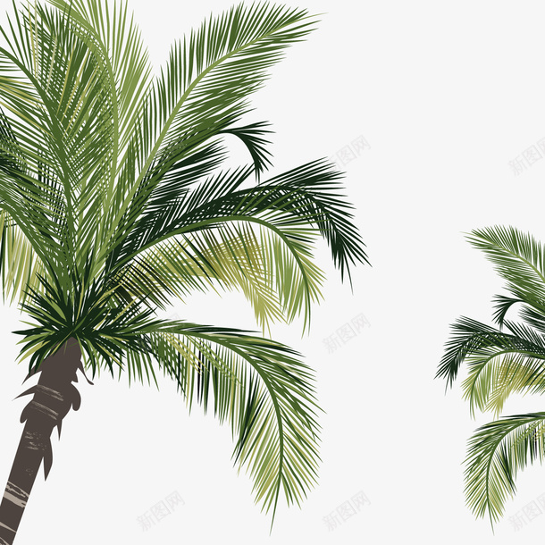 海边的椰子树叶png免抠素材_新图网 https://ixintu.com 叶子 树叶 植物 椰树