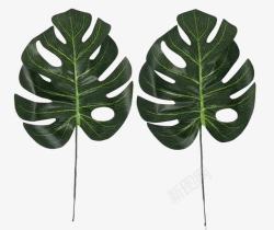 天然种植龟背竹叶子高清图片