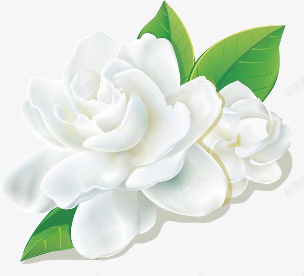 清新茶花png免抠素材_新图网 https://ixintu.com 植物 白色 白茶花 绿叶 花朵