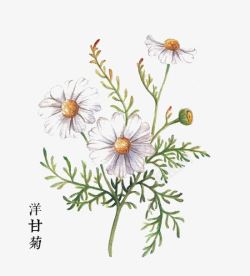 手绘洋甘菊洋甘菊高清图片