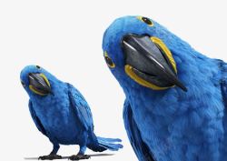 蓝色猫头鹰鹦鹉高清图片