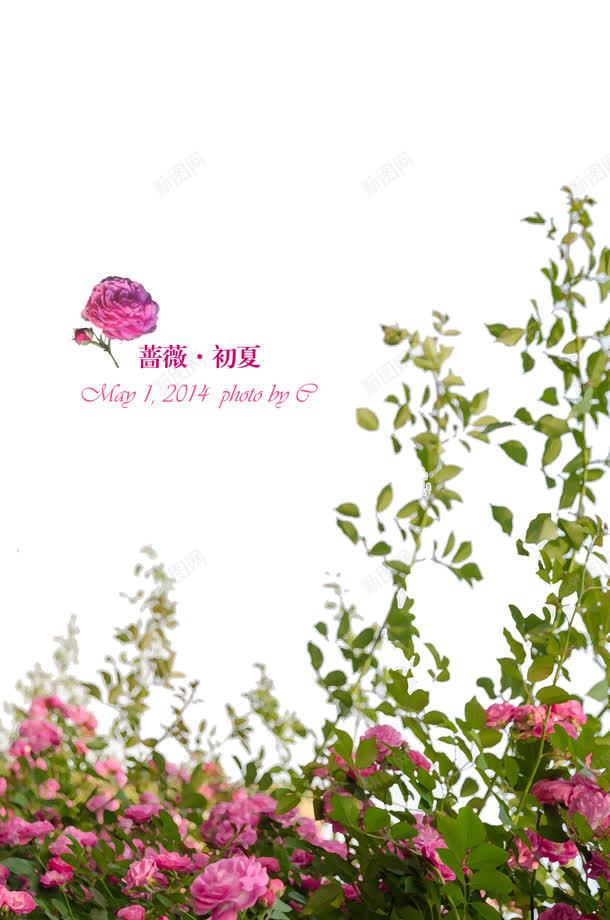 绿色美景初夏蔷薇花朵png免抠素材_新图网 https://ixintu.com 初夏 绿色 美景 花朵 蔷薇