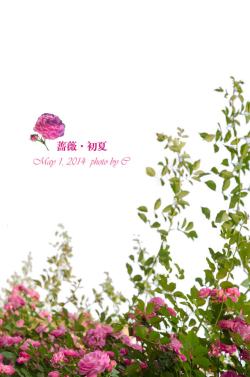 绿色美景初夏蔷薇花朵素材