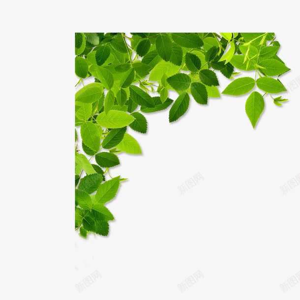 树叶png免抠素材_新图网 https://ixintu.com 叶子 树叶 绿色能源