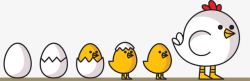 鸡蛋孵小鸡过程鸡的成长过程高清图片