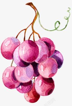 一串紫葡萄手绘一串紫葡萄高清图片