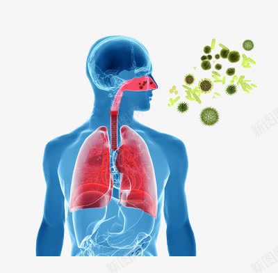 细菌如何进入人体png免抠素材_新图网 https://ixintu.com 健康 演示 肺部 花粉