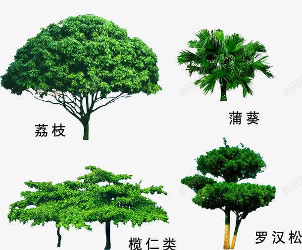 园林绿植树木png免抠素材_新图网 https://ixintu.com 园林素材 园艺素材 树木 罗汉松 荔枝 蒲葵