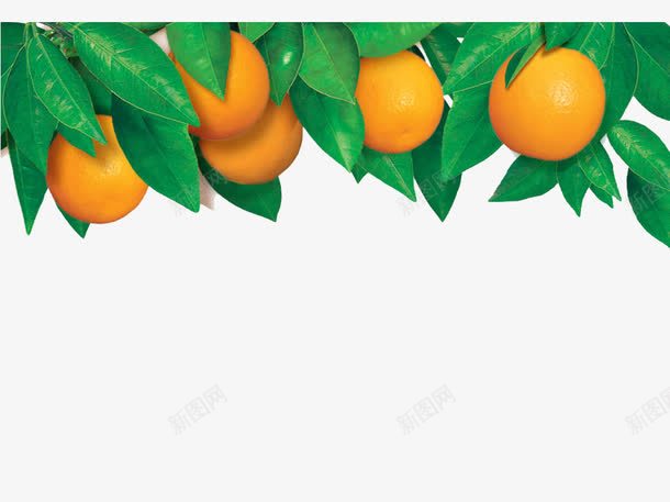 自然的世界png免抠素材_新图网 https://ixintu.com 叶子 果园 橙子 橙子叶 绿色