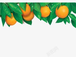 橙子果园自然的世界高清图片