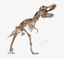 化石素材棕色完整的恐龙骨骼化石实物高清图片
