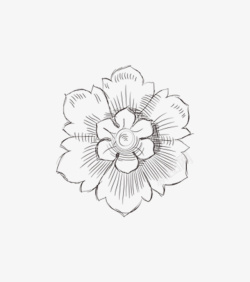 素描花朵素材