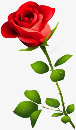 一束红色鲜艳的玫瑰花高清图片