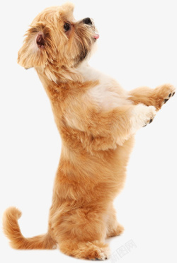 动物图形站立的小狗高清图片