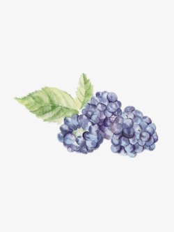 工笔画葡萄手绘葡萄高清图片