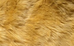 毛发的纹理狮子毛皮摄影高清图片