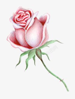 粉色桔梗一枝玫瑰花高清图片