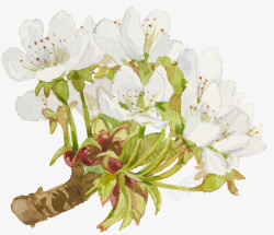 梨树卡通手绘白色梨花图高清图片