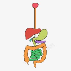 肠道消化彩色消化系统高清图片