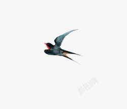 海之南南飞的黑色燕子高清图片