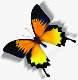 蝴蝶标本四季展板素材