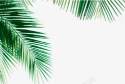 娴疯礉绿色椰子树叶高清图片