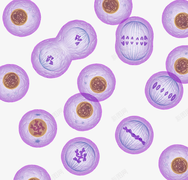 染色体细胞核png免抠素材_新图网 https://ixintu.com 效果图 染色体 细胞分裂 细胞核