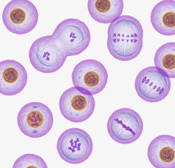 分裂效果染色体细胞核高清图片