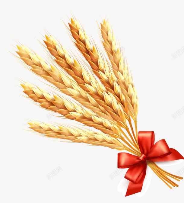 金色麦穗png免抠素材_新图网 https://ixintu.com 天然 小麦 有机 蝴蝶结 褐色的麦穗 金色 麦子 麦穗