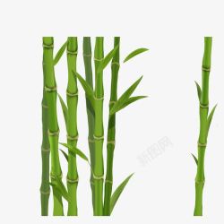 熊猫最爱绿色竹子矢量图高清图片