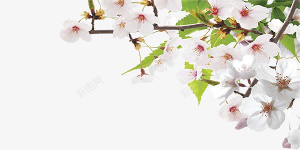 盛开的樱花png免抠素材_新图网 https://ixintu.com 春天 樱花 白色 花朵 装饰
