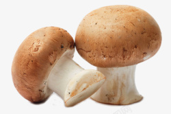 口蘑蘑菇素材
